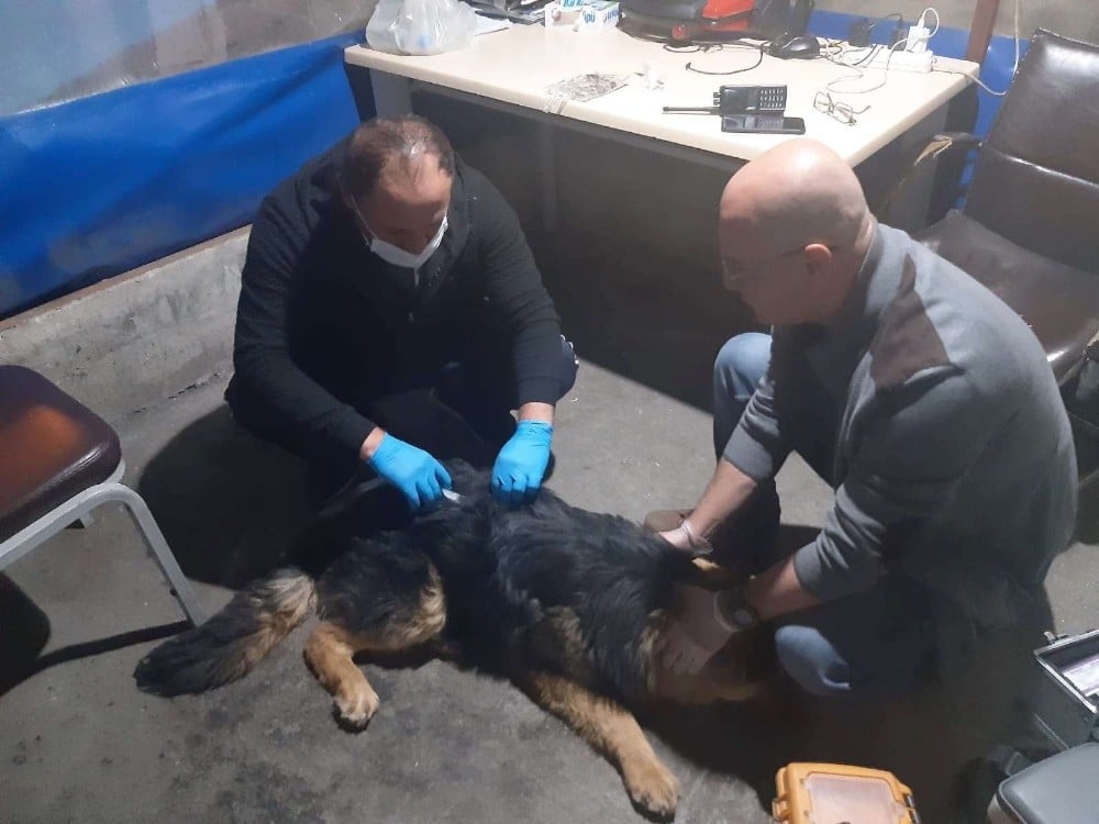 Hakkari’de zehirlenen köpek tedavi altına alındı 