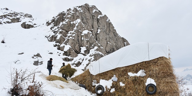 Hakkari'deki besicilerin zorlu mücadelesi başladı