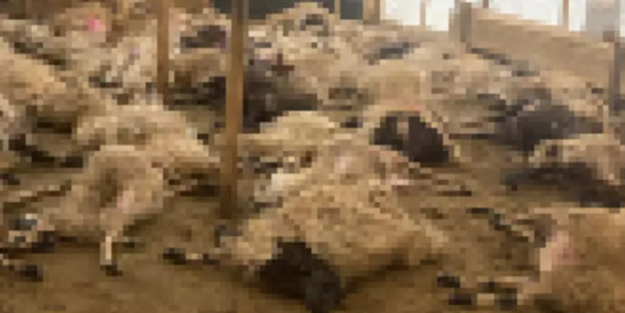 Hakkari'den kahreden haber! 300 koyun sabah namazından sonra peş peşe öldü... Sebebi şok etti