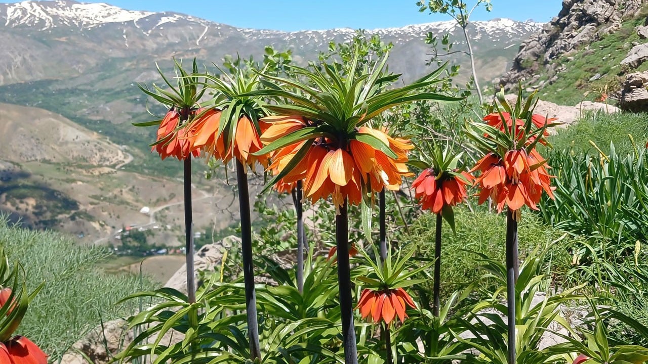 Hakkari'nin zirveleri seven ağlayan gelinleri, 2 bin 700 rakımda görüntülendi