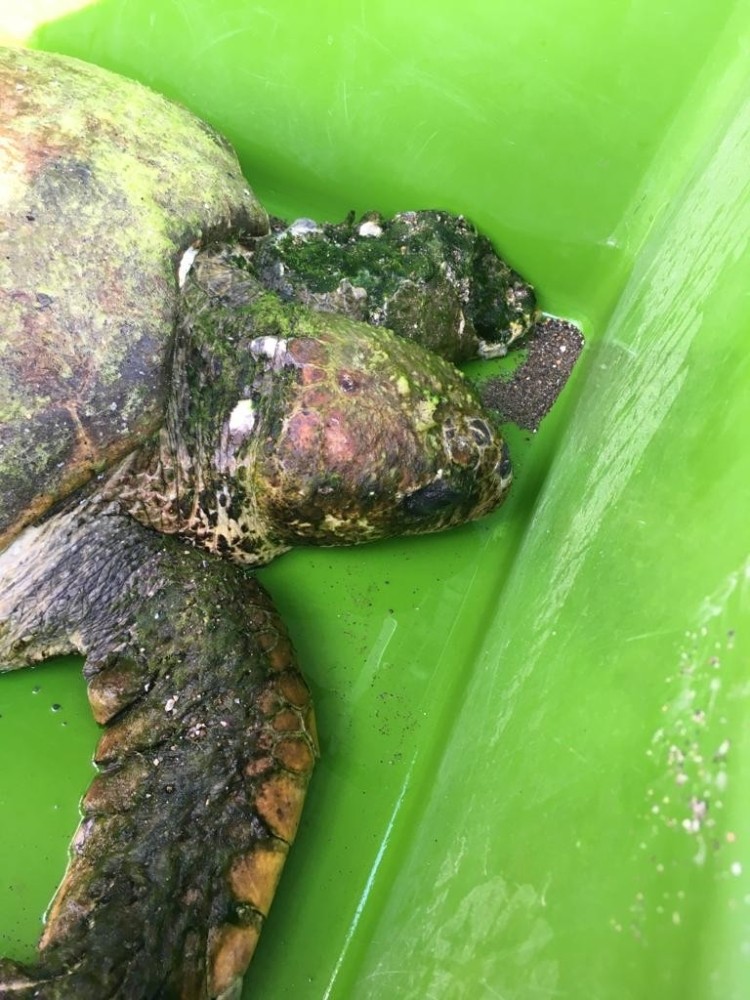 Halatlara takılan carreta caretta için seferber oldular 