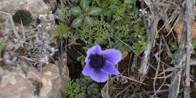 Şanlıurfa'da Halfeti'de 4. Koku Festivali gerçekleştirildi