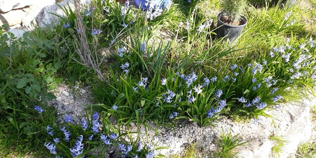 Halfeti'de 'Koku Festivali'