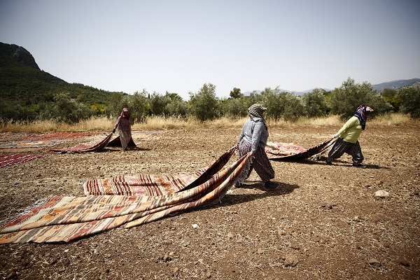 Halılar tarlalara neden seriliyor?