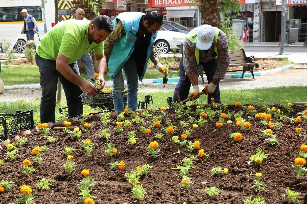 Haliliye’de peyzaj çalışmaları 