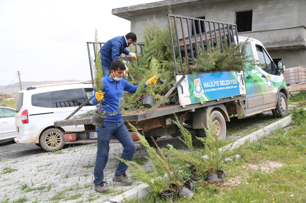 Haliliye’de yeşillendirme çalışmaları 