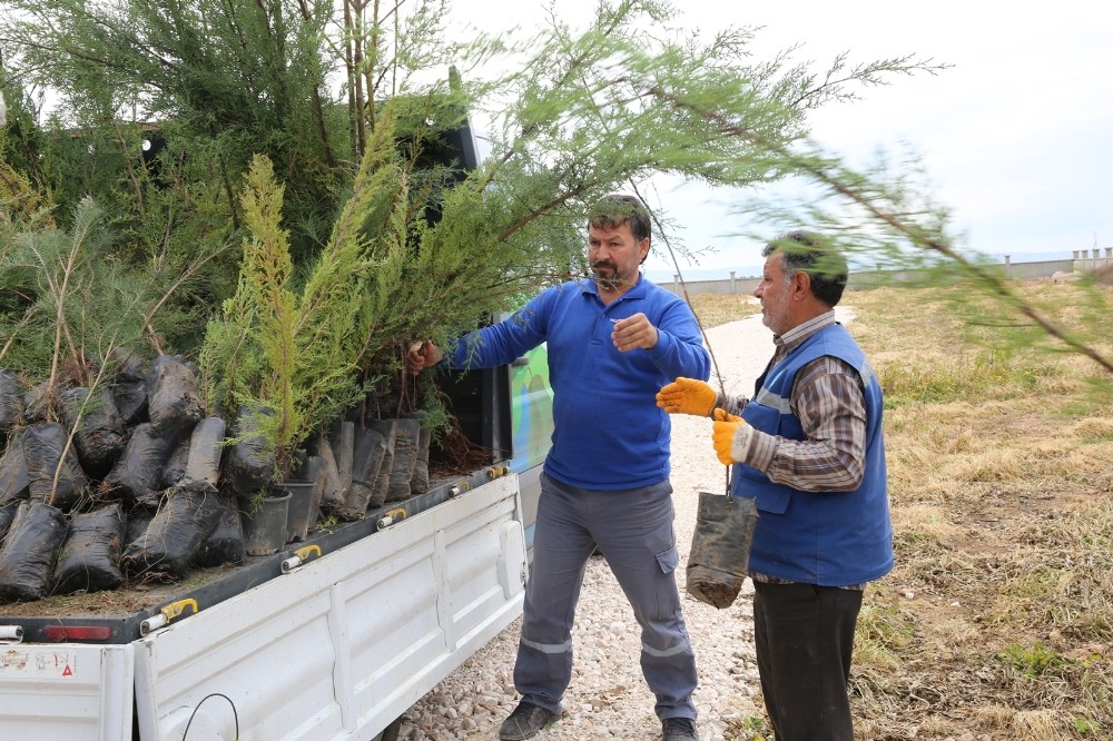 Haliliye’yi yeşillendirme çalışmaları 