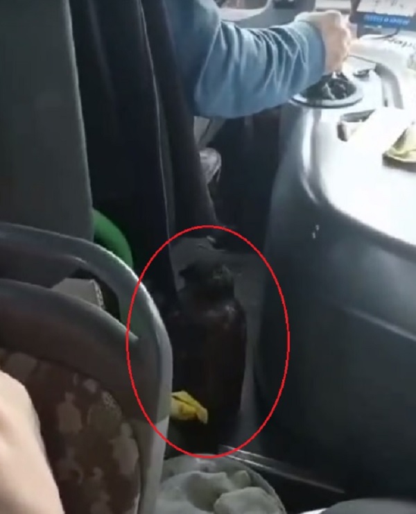 Halk otobüsüne binen şoke oldu! Bugüne kadar böyle yolcu görülmedi