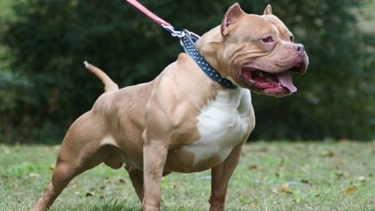 Halk sağlığı tehdit altında! Köpek dışkılarında büyük tehlike