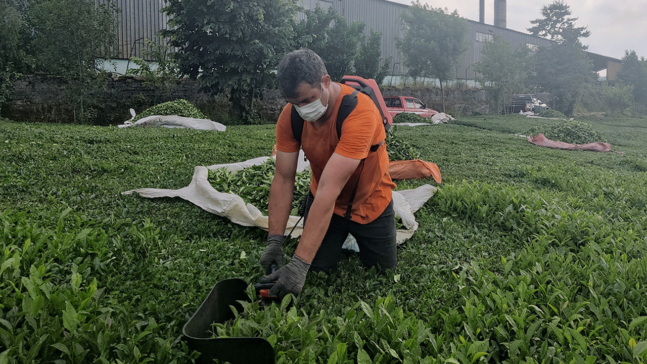 Halk sağlığını tehdit ediyor: Çay bahçelerine zehir yağıyor!