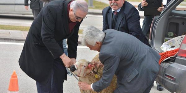 Halka 'koyun' diyen CHP bu kez 'koç' dedi!