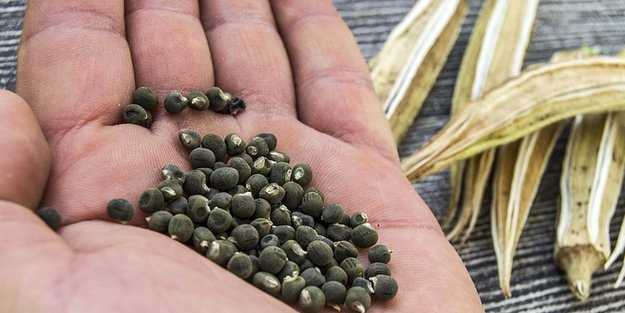 Halsizliği anında alıyor! Bu besini mutlaka tüketin: enerji kaynağı sırrı o besinmiş! Zırh görevi görüyor