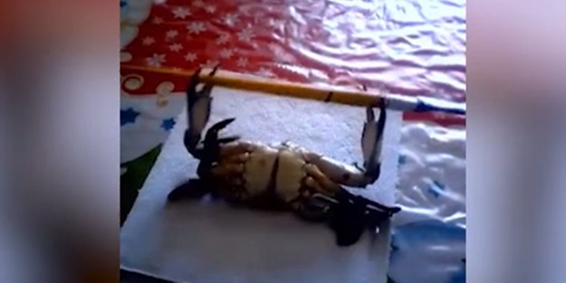 Halter çalışan yengeç! - VIDEO