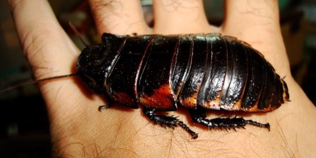 Hamam böceğinin tanesi 4 lira!