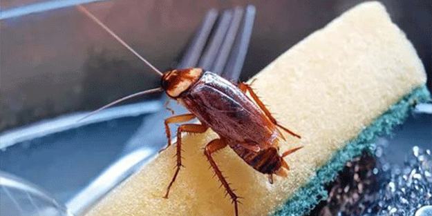 Hamam böcekleri bu yüzden evlere geliyormuş! İşte haşerelerden kurtulmanın çözümü...