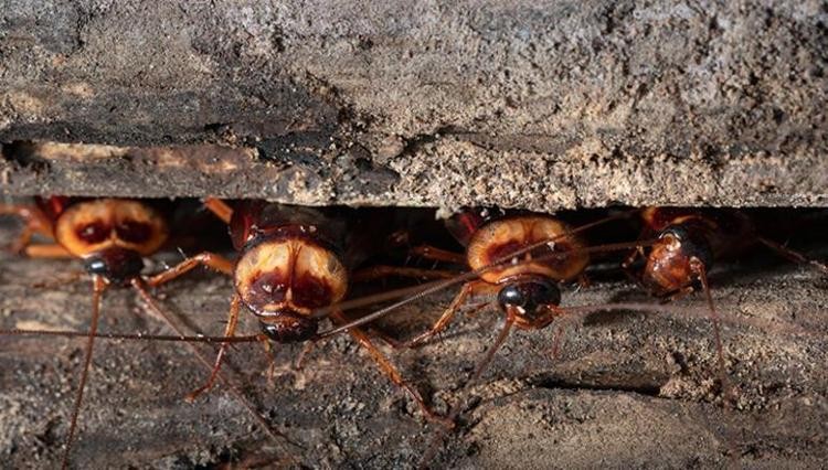 Hamam böcekleri kaçacak delik arayacak! Bunu mutfağa koyun, canına okuyor! Öyle bir topuklayacaklar ki…