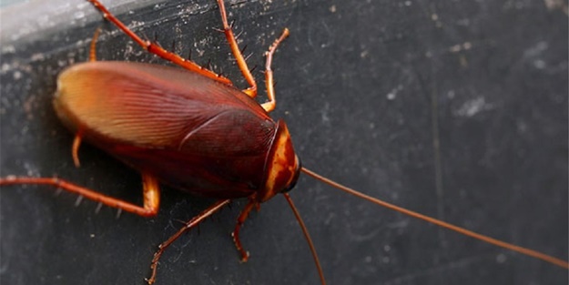 Hamam böceklerinden kurtulmanın doğal yolları