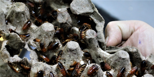 Hamam böceklerini gelir kapısı yaptı! Yok artık diyeceksiniz...