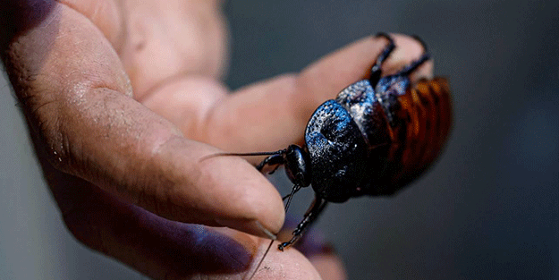 Hamam böceklerini tir tir titreten bitki! Mutfağa koyun gerisine karışmayın