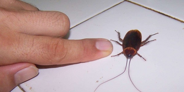 Hamam böceklerini uzaklaştırmanın yolu