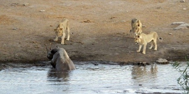 Hamile gergedan aslanların saldırısına uğradı