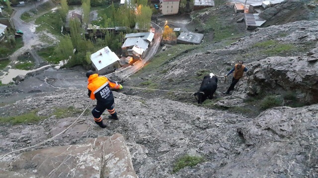 Hamile inek 10 saat mahsur kaldı