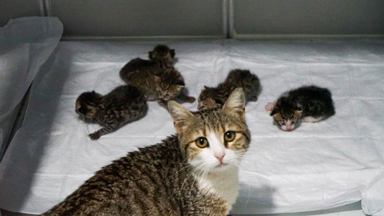 Hamile kediden şaşırtan hareket