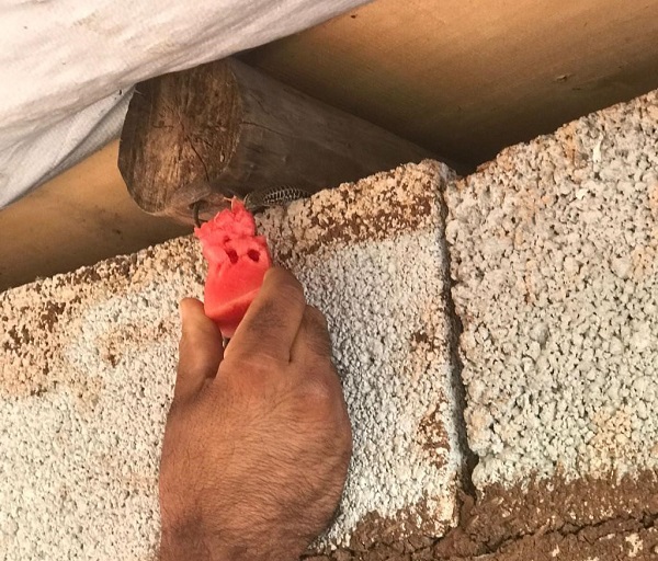 Hamile kertenkele böyle karpuz yedi