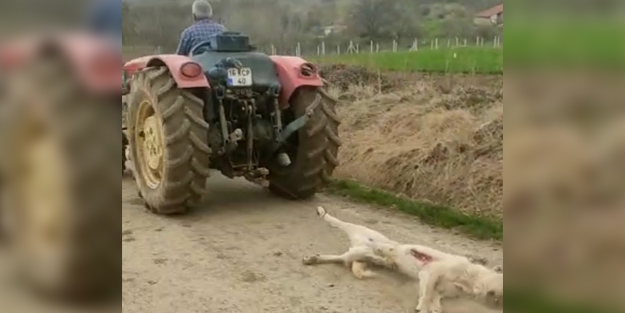 Hamile köpeğe işkence yapmıştı... Serbest bırakıldı!