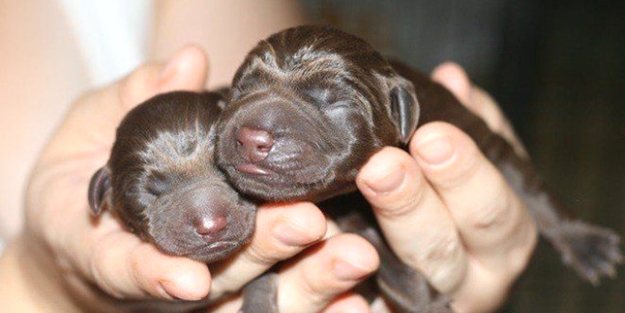 Hamile köpeğin yavruları sezaryen ile alındı