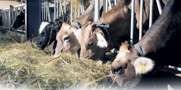 Hamle üstüne hamle! Fiyatı yüzde 20 birden düşecek