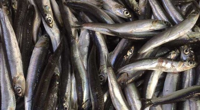 Hamsi 2 TL'ye düştü