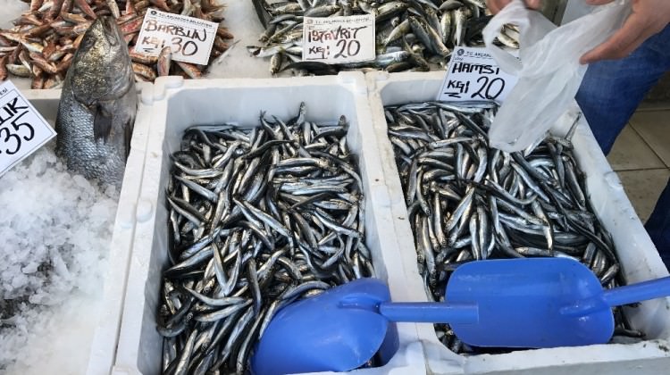 Hamsi 20 lirayı gördü