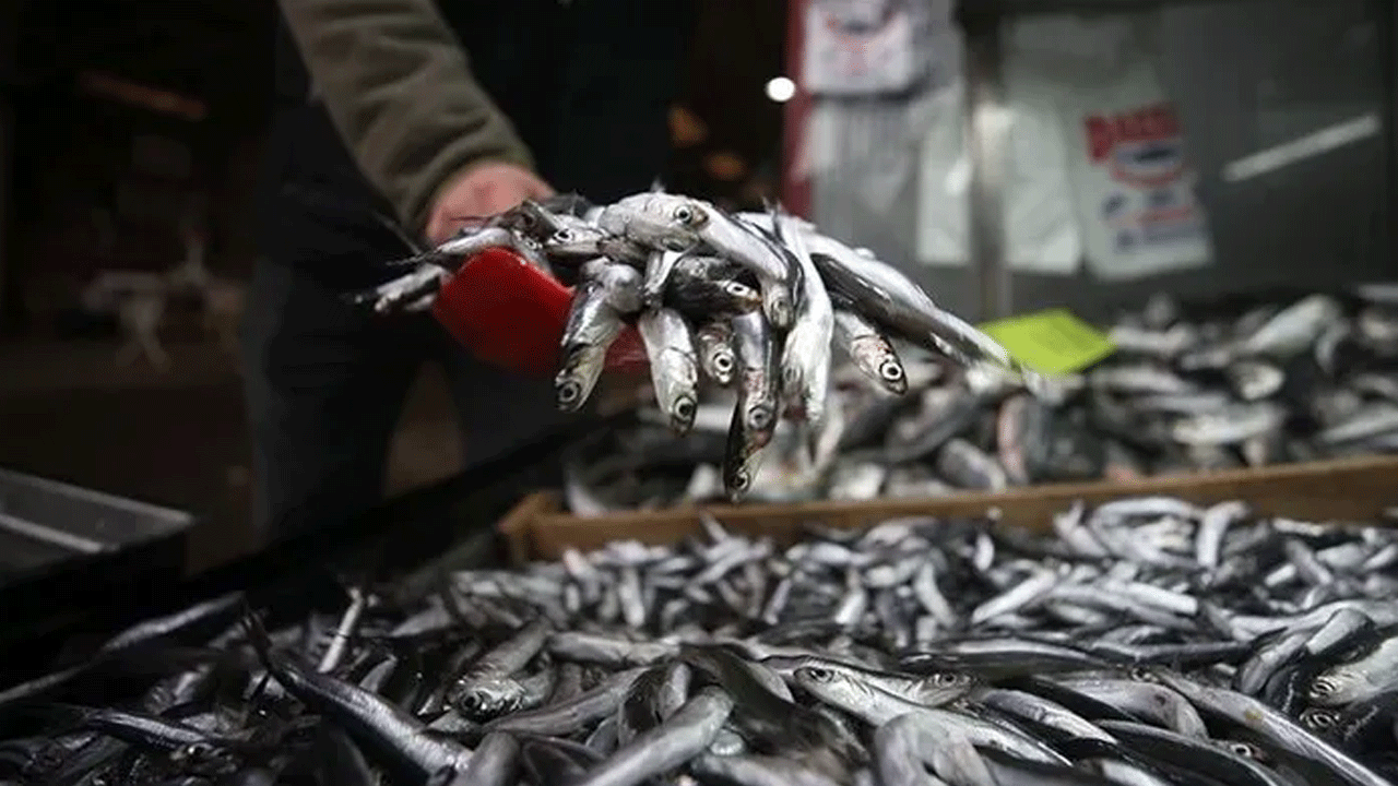 Hamsi 4.7 milyon dolar kazandırdı