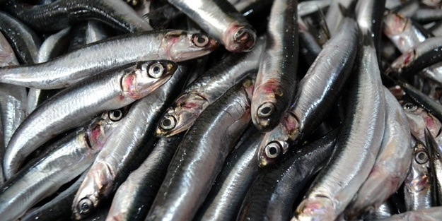 Hamsi avı düştü tezgâhta fiyatı 20 liraya dayandı