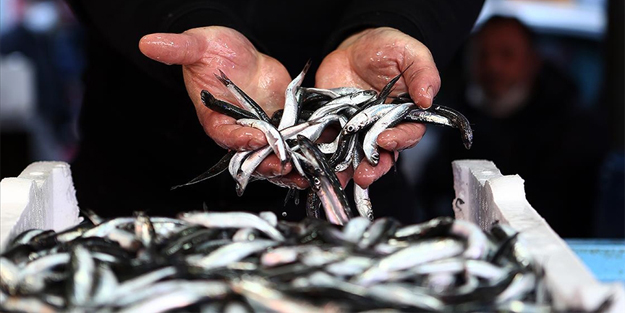 Hamsi avı neden yasaklandı? Ne zaman sonlanacak?