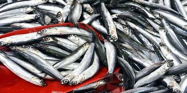 Hamsi avı yasağı ne zaman bitecek?