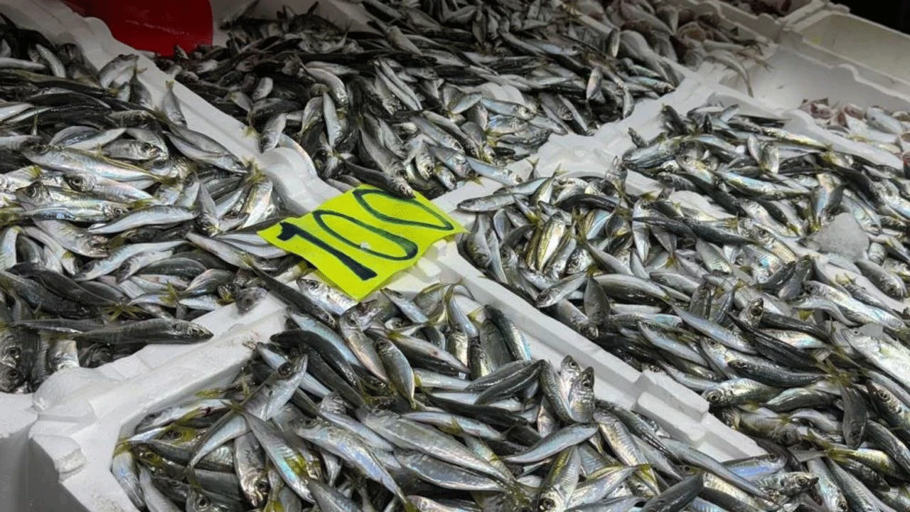 Hamsi bizi terk etti! Karadeniz'in gözbebeği, Gürcistan’a kaçtı, tezgahlar istavrite kaldı