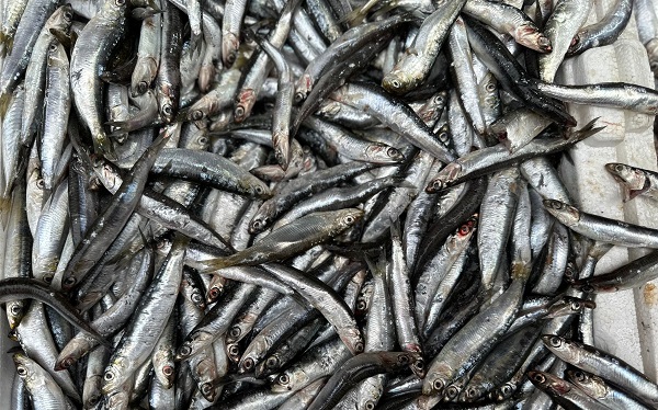 Hamsi bolluğu! İşte güncel balık fiyatı