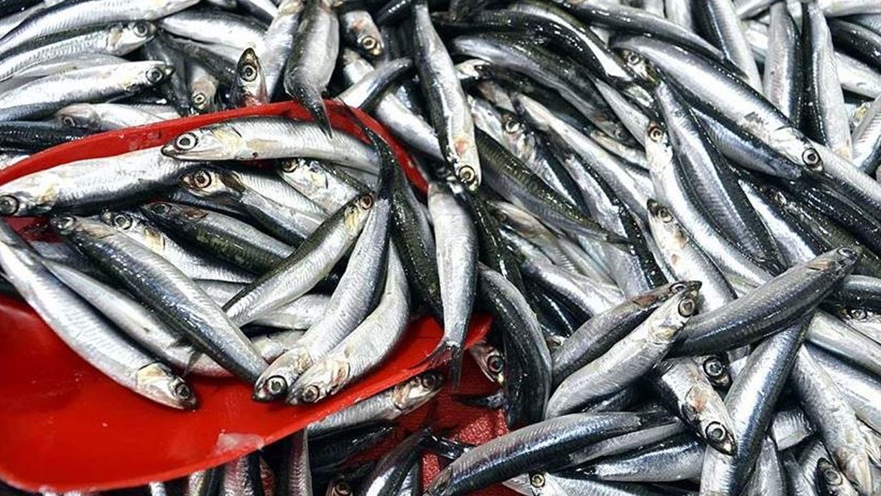 Hamsi bolluğu ne zaman yaşanacak?