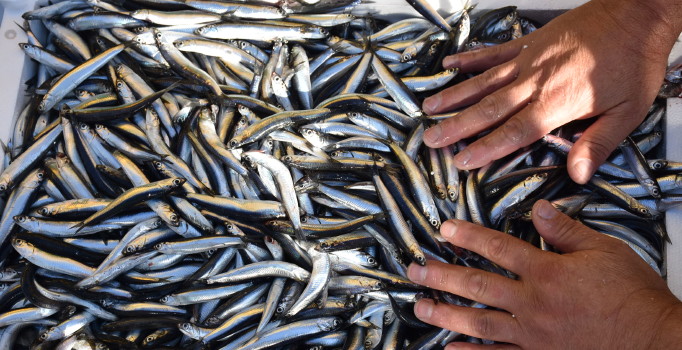 Hamsi fındığı ikiye katladı