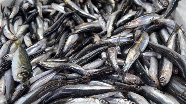 Hamsi fiyatları 2 kat yükseldi