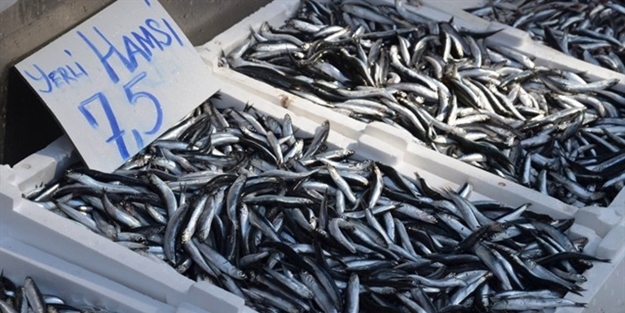 Hamsi fiyatları düşüşe geçti