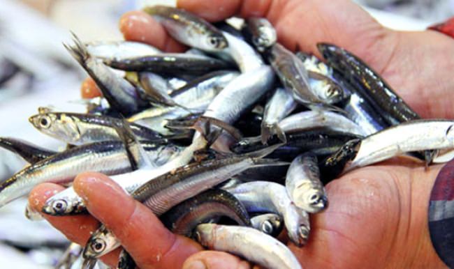 Hamsi fiyatları et satışlarını yükseltti