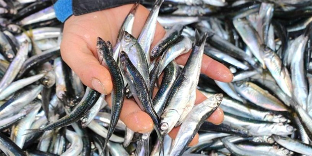 Hamsi fiyatları ne kadar oldu? Balık fiyatlarında son durum
