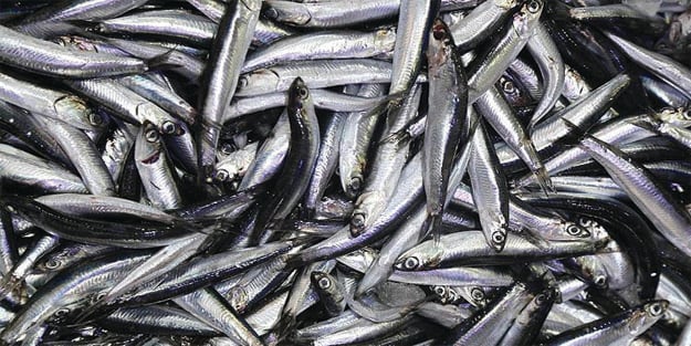 Hamsi fiyatları ne kadar oldu? Hamsi fiyatlarında son durum