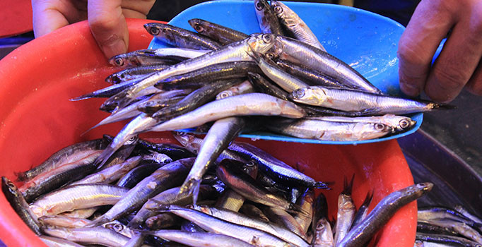 Hamsi fiyatları tavuk fiyatlarını geçti