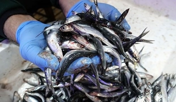 Hamsi hareketlendi! Fiyatı 10 liraya kadar indi