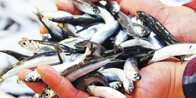 Hamsi ihracatı 9.5 milyon $ kazandırdı