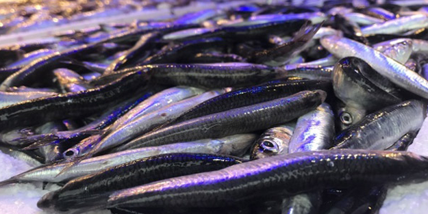 Hamsi ihracatı, hız kesmeden devam ediyor